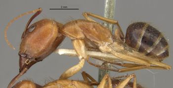 Media type: image;   Entomology 21469 Aspect: habitus lateral view